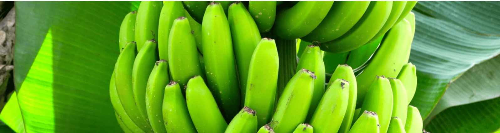 Banner image of green bananas, illustrating the crop context for post-harvest treatments in banana.